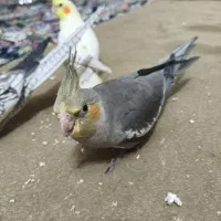 فروش عروس هلندی