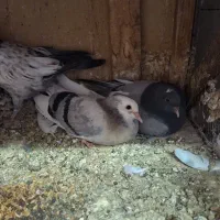 6عدد جوجه عالی  به شرط ننه باباشون دسته خودمه