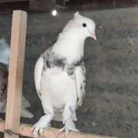 کبوتر هما سرور ابلق|پرنده|ری, ولی آباد|دیوار