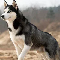 سگ ژرمن هاسکی|سگ|سیرجان, |دیوار