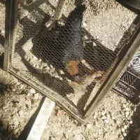 مرغ و خروس|حیوانات مزرعه|جهرم, |دیوار