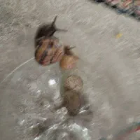 حلزون|خزنده|بیرجند, |دیوار