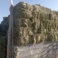 پرس خشک درجه یک|خدمات باغبانی و درختکاری|گلپایگان, |دیوار