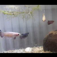 فروش انواع ماهی فایتر