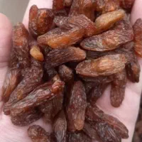 کشمش ومویز خرمامخصوص آبگیری بهمراه چرخ کردن رایگان|خوردنی و آشامیدنی|کرمانشاه, |دیوار