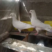 یه جفت نر سفید ب شرط سالمی و هوایی