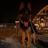 سگ ژرمن ۱۶ ماهه ماده فوری فقط ۱۵۰۰