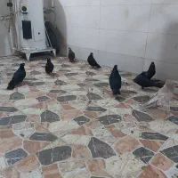 کبوتر|پرنده|چمران, |دیوار