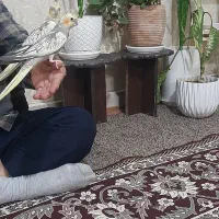 عروس هلندی گل باقالی|پرنده|گلستان (تهران), |دیوار