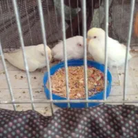 جوجه مرغ عشق