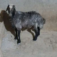قوچ افشار