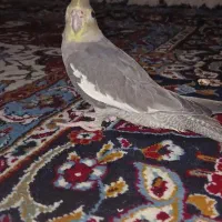 یک جفت عروس هلندی با قفس