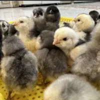 جوجه گلین اصیل پنگوئنی