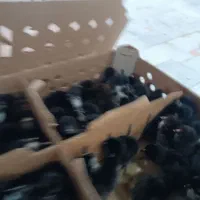 جوجه گلپایگانی اردک یک روزه