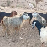 ۱۳عدد دوبر دقولو زا ...توافقی|حیوانات مزرعه|سیدان, |دیوار