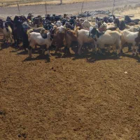 گله بزداشتی|حیوانات مزرعه|کوار, |دیوار