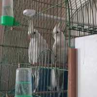 (فروش یامعاوضه با لاری اوشامو) 2 جفت عروس هلندی|پرنده|سلماس, |دیوار