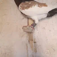 با سلام یهودی دورنگ