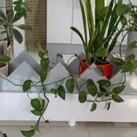 گلخونه ام دی اف|گل و گیاه طبیعی|خرمشهر, |دیوار