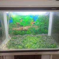 آکواریوم مای هیرا سالم|ماهی|ابریشم, |دیوار