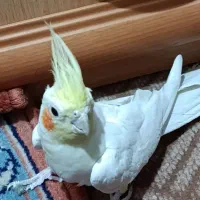 یک جفت عروس هلندی بالغ|پرنده|سمنان, |دیوار