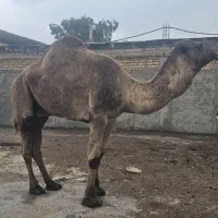 لوک فروشی