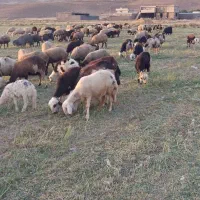 میش داشتی درجه یک