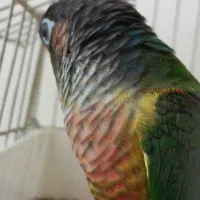 گرینچیک نر یلو ساید بالغ حلقه پا|پرنده|کرج, شهرک یاس جنوبی|دیوار