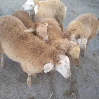 بره و قصابی|حیوانات مزرعه|بجنورد, |دیوار