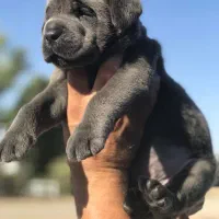 زیبا ترین ماسیتف ایتالیایی در ایران کن-کورسو