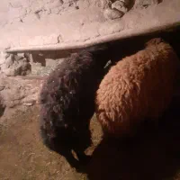 بره قوچ وقوچ|حیوانات مزرعه|صائین قلعه, |دیوار