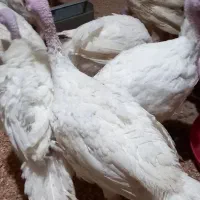 جوجه بوقلمون بیوتی