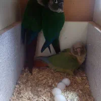 طوطی گیرینچیک|پرنده|هشتگرد, شهرک صنعتی هشتگرد|دیوار