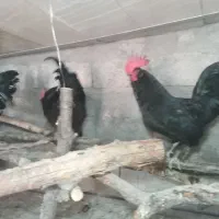 مرغ خروس های تازه محلی وبرهماو گلین چل تاج پنگوئنی|حیوانات مزرعه|اسکو, |دیوار