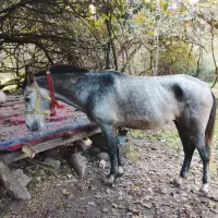 فروش نریان سواری|اسب و تجهیزات اسب‌سواری|حویق, |دیوار