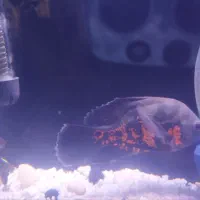 ماهی گوشتخوار معاوضه میکنم