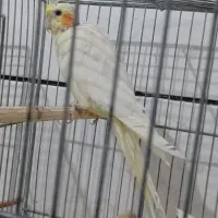 ۳عدد عروس سالم جوان|پرنده|قم, کیوانفر|دیوار