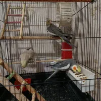 عروس هلندی سخنگو مولد به همراه یه جوجه