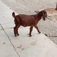 بز ماده بره ۴ماه