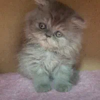 بریتیش بلو کیفیت بالا|گربه|رشت, لاکانی|دیوار