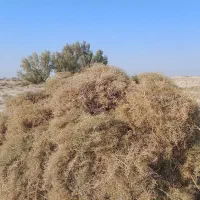 خار