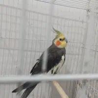 عروس هلندی نر