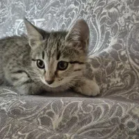 واگذاری بچه گربه