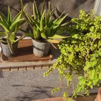 گل طبیعی/ کاکتوس/ کراسولا|گل و گیاه طبیعی|شیراز, آزادگان|دیوار