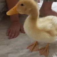 جوجه اردک ۴ ماهه