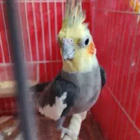 نر سخنگو نیمه رام مادش رام رام