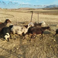 ۵رس میش بادو رس بره درجه یک طلا