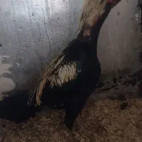 تخم لاری  تازه و نطفه دار|حیوانات مزرعه|سرپل ذهاب, |دیوار