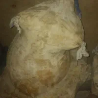 ماست خشک پوستی