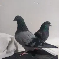 سبز دم سفید|پرنده|ملایر, |دیوار